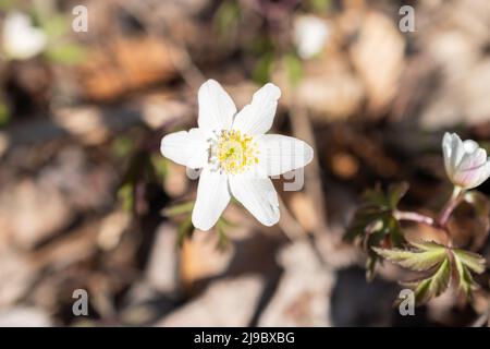 Schaan, Liechtenstein, 4. April 2022 kleine weiße Anemone Sylvestris oder Schneeglöckchen blühen im Frühling in einem Wald Stockfoto