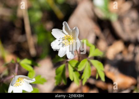 Schaan, Liechtenstein, 4. April 2022 kleine weiße Anemone Sylvestris oder Schneeglöckchen blühen im Frühling in einem Wald Stockfoto