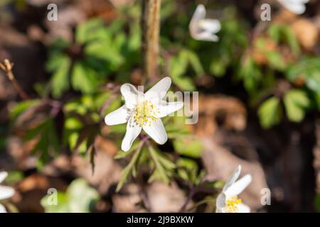 Schaan, Liechtenstein, 4. April 2022 kleine weiße Anemone Sylvestris oder Schneeglöckchen blühen im Frühling in einem Wald Stockfoto