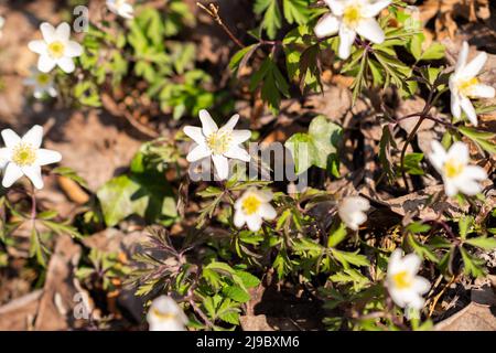 Schaan, Liechtenstein, 4. April 2022 kleine weiße Anemone Sylvestris oder Schneeglöckchen blühen im Frühling in einem Wald Stockfoto