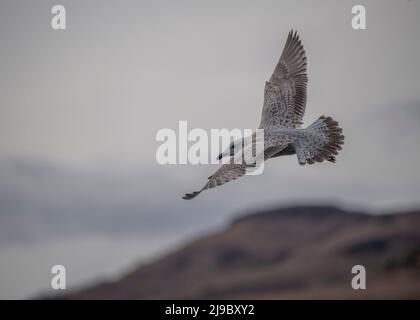 Möwenhering (Larus argentatus), unreif im Flug, Loch na keal, Mull, Inner Hebrede Stockfoto