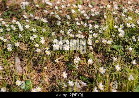 Schaan, Liechtenstein, 4. April 2022 kleine weiße Anemone Sylvestris oder Schneeglöckchen blühen im Frühling in einem Wald Stockfoto