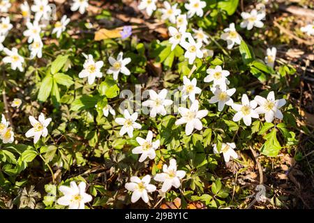 Schaan, Liechtenstein, 4. April 2022 kleine weiße Anemone Sylvestris oder Schneeglöckchen blühen im Frühling in einem Wald Stockfoto