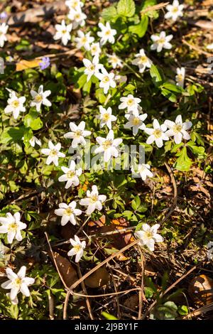 Schaan, Liechtenstein, 4. April 2022 kleine weiße Anemone Sylvestris oder Schneeglöckchen blühen im Frühling in einem Wald Stockfoto