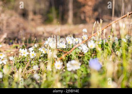 Schaan, Liechtenstein, 4. April 2022 kleine weiße Anemone Sylvestris oder Schneeglöckchen blühen im Frühling in einem Wald Stockfoto