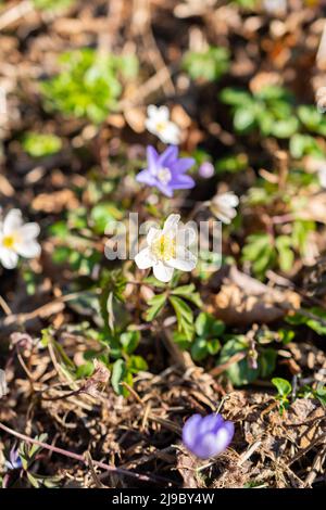 Schaan, Liechtenstein, 4. April 2022 kleine weiße Anemone Sylvestris oder Schneeglöckchen blühen im Frühling in einem Wald Stockfoto