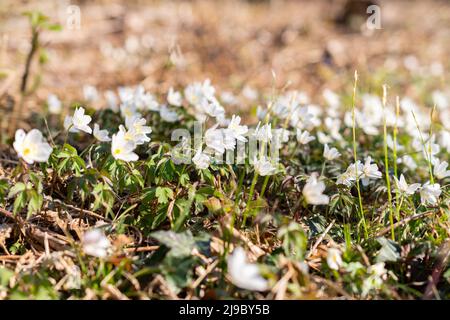 Schaan, Liechtenstein, 4. April 2022 kleine weiße Anemone Sylvestris oder Schneeglöckchen blühen im Frühling in einem Wald Stockfoto