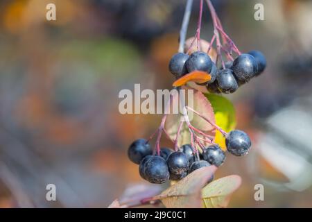 Reife Apfelbeeren im Herbst, selektiver Fokus, verschwommener Hintergrund Stockfoto