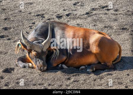 Roter Büffel, Syncerus caffer nanus, Kongo-Büffel oder Zwergbüffel, Unterart des afrikanischen Büffels, Familie Bovidae Stockfoto