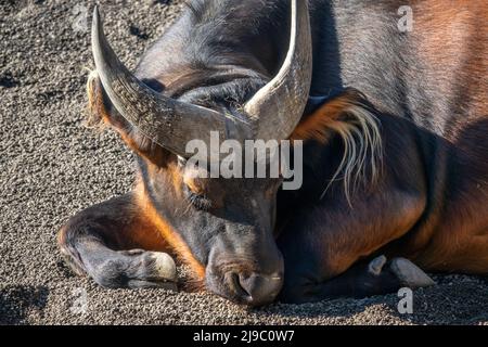 Roter Büffel, Syncerus caffer nanus, Kongo-Büffel oder Zwergbüffel, Unterart des afrikanischen Büffels, Familie Bovidae Stockfoto