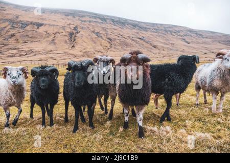 Eine Reihe von Böcken starren aufmerksam auf die Kamera. Stockfoto