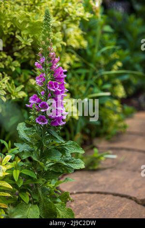 Digitalis purpurea 'Dalmatian Purple' Stockfoto