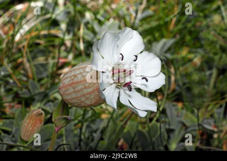 Silene uniflora (Sea campion) ist eine maritime europäische Art, die hauptsächlich auf Island, den Atlantik und die Ostsee, Madeira und die Azoren beschränkt ist. Stockfoto