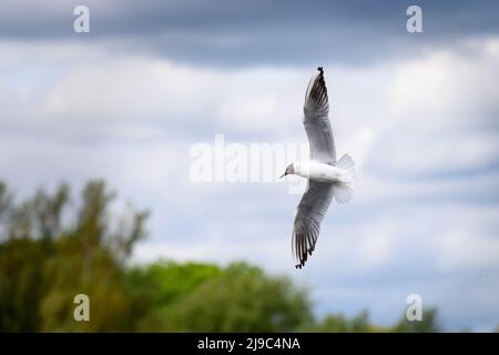 Einzelne Schwarzkopfmöwe fliegt Stockfoto