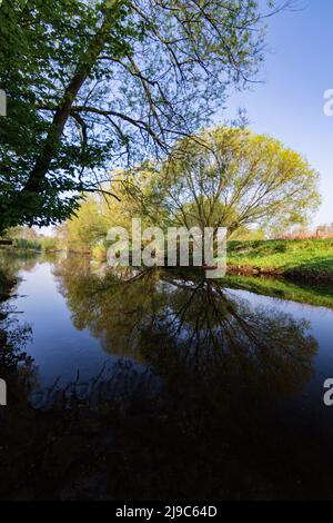 Spiegelbild gelber und grüner Bäume entlang des Flusses Nidd, North Yorkshire, England, Großbritannien. Stockfoto