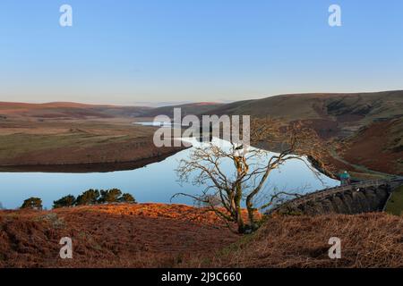 Ein sonnenbeschienenen Baum auf einem Hügel neben dem Craig Goch Reservoir im Elan Valley in Wales. Stockfoto