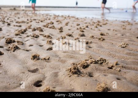 Gewickelte Gussteile aus Sandwurm, die in sandig-sandigen Böden leben. Abgüsse von Sandskulpturen, die vom Lugworm oder vom Yachthafen von Arenicola am Meer hergestellt wurden. Stockfoto