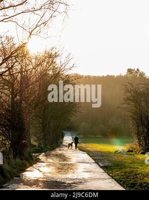 Die Sonne geht über Hundespaziergängern auf, wenn in North Yorkshire ein sonniger und frischer Tag beginnt. Stockfoto