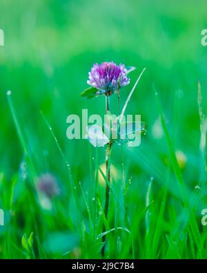 Trifolium pratense, der rote Kleeblatt, eine krautige Blütenpflanze, die auf einer Wildblumenwiese in Yorkshire mit Morgentau auf den Blättern gefunden wird. Stockfoto