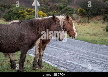 Bodmin Ponies grasen bei miserablen, nebligen Wetterbedingungen auf den wilden Goonzion Downs am Bodmin Moor in Cornwall auf einer Straße. Stockfoto