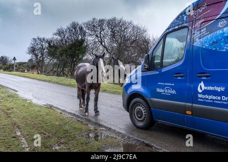 Ein Bodmin Pony, das auf einer Straße steht und einen Lieferwagen auf Bodmin Moor in Cornwall blockiert. Stockfoto