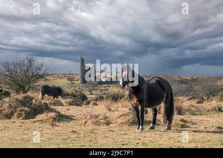 Wilde Bodmin Ponys grasen und wandern mit den Resten des Craddock Engine House im Hintergrund auf Bodmin Moor in Cornwall. Stockfoto
