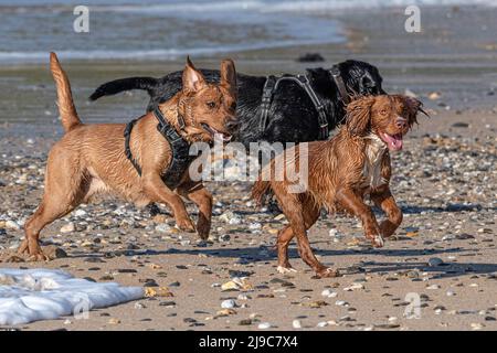 Hunde genießen die Freiheit, am Fistral Beach in Newquay in Cornwall aus der Bleileine zu laufen. Stockfoto