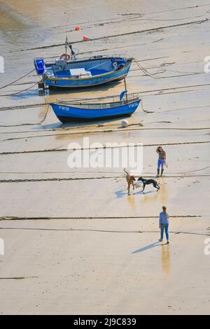 Hunde, die am Strand um Boote herum spielten, wurden im gezeitenabhängig gelegenen Newquay Harbour in Cornwall in England befahren. Stockfoto