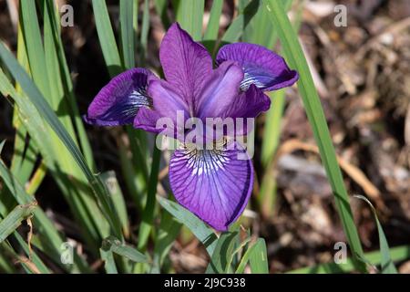 Sibirische Iris „Funkelnde Rose“ Stockfoto