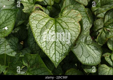 Brunnera macrophylla „Mister Morse“ Stockfoto