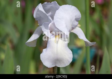 Iris 'Weiße Stadt' Stockfoto