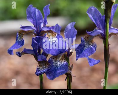 Iris Sibirica "Tropic Night" Stockfoto