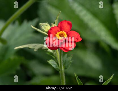 Geum chiloense „Mrs Bradshaw“ Eröffnung Stockfoto