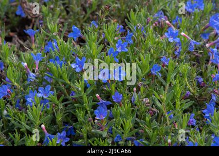 Lithodora Diffusa 'Heavenly Blue' Stockfoto