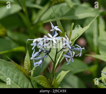 Amsonia tabernaemontana 'Stella Azul' Stockfoto