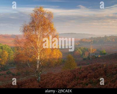 Am frühen Morgen trifft ein Licht auf eine silberne Birke am Rockford Common im New Forest. Stockfoto