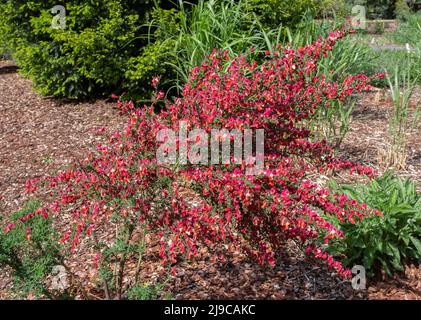 Cytisus „Red Lion“ Stockfoto