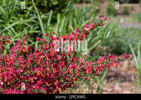 Cytisus „Red Lion“ Stockfoto