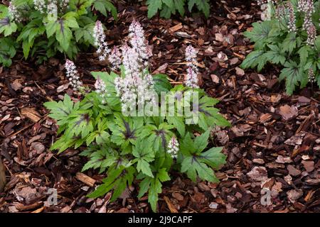 Tiarella "Zucker und Gewürz" Stockfoto