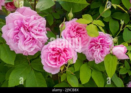 Nahaufnahme der rosa Rose 'Gertrude Jekyll', die im Sommer auf Spalieren an einer Wand im Garten wächst. Stockfoto