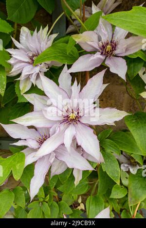 Nahaufnahme der Clematis 'Samaritan Jo' Pflanze, die im Sommer an einer Wand im Garten wächst. Stockfoto