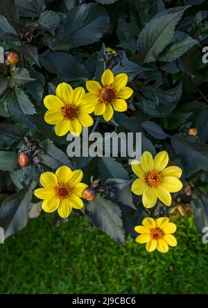Nahaufnahme von gelben Dahlia-Blüten mit dunklem Laub im Sommer. Stockfoto