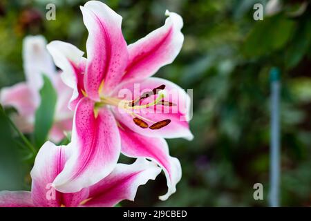 Schöne Blüten von rosa Lilien im Garten. Stockfoto
