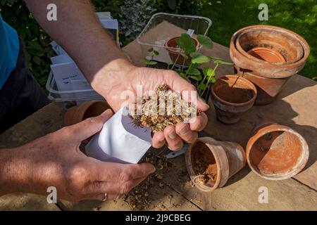 Nahaufnahme eines Mannes, der im Herbst gerettete Calendula-Samen in einen Umschlag legte. Stockfoto