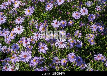Nahaufnahme von lila Asterblüten, die im Herbst im Garten wachsen. Stockfoto