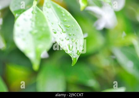 banyan Tree oder Ficus annulata oder ficus bengalensis , MORACEAE-Baum und Tau- oder Regentropfen Stockfoto