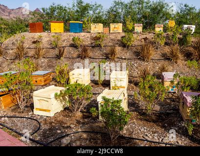 Dubai, VAE - 05.08.2022 - verschiedene Arten von Bienenstöcken im Hatta Honigbienengarten und Entdeckungszentrum Stockfoto