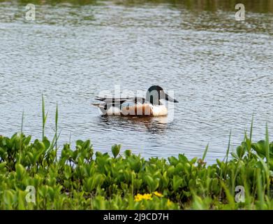 Männliche Schuppentente (Anas Clypeata) Orkney Islands, Schottland. Stockfoto