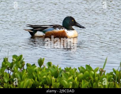 Männliche Schuppentente (Anas Clypeata) Orkney Islands, Schottland. Stockfoto