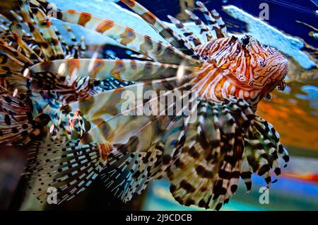 Ein Rotlionfisch (Pterois volitans) schwimmt in einem Aquarium im Dauphin Island Sea Lab und Estuarium, 29. Juni 2021, in Dauphin Island, Alabama. Stockfoto
